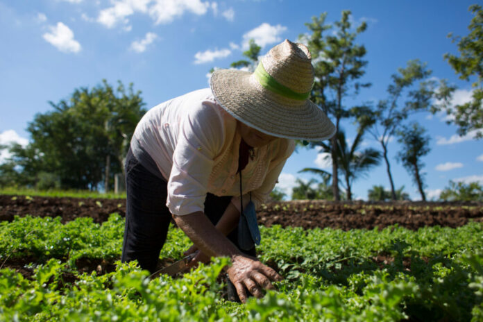 agricultura-agroecologica-1024x683-1