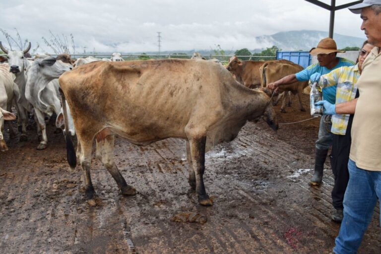 Modernizan Punto de Verificación e Inspección Federal de Cosamaloapan, Veracruz para reforzar control del gusano barrenador del ganado/ Por Alicia Valverde