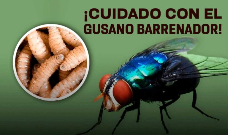 Suman más de 11 mil casos acumulados de gusano barrenador; acelerarán construcción de nueva planta de moscas estériles / Por Alicia Valverde