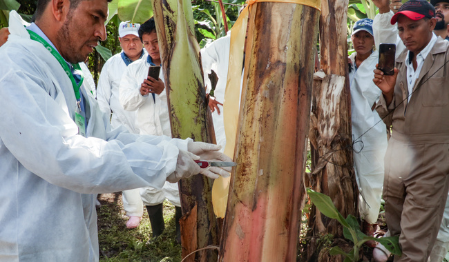 Con acciones preventivas Sader busca evitar el ingreso del hongo que daña los plantíos de plátano / Por Alicia Valverde