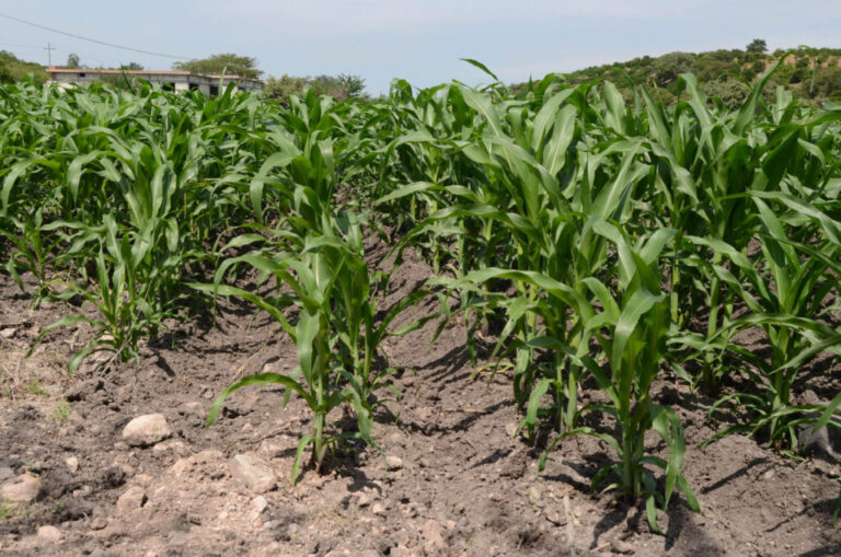 Integrarán Sader, CFE y Conaga padrón actualizado de usuarios agrícolas / Por Alicia Valverde