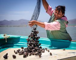 Conapesca capacitó a más de 2 mil pescadores durante 2025; 500 más que la meta / Por Alicia Valverde
