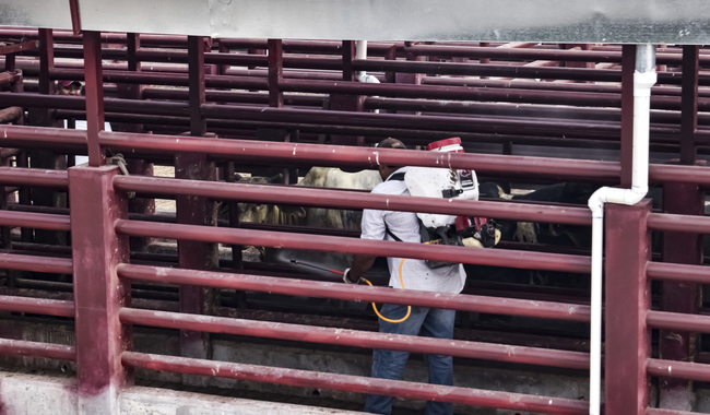 Reducen casos activos de barrenador del ganado en Tamaulipas, San Luis Potosí y Veracruz / Por Alicia Valverde