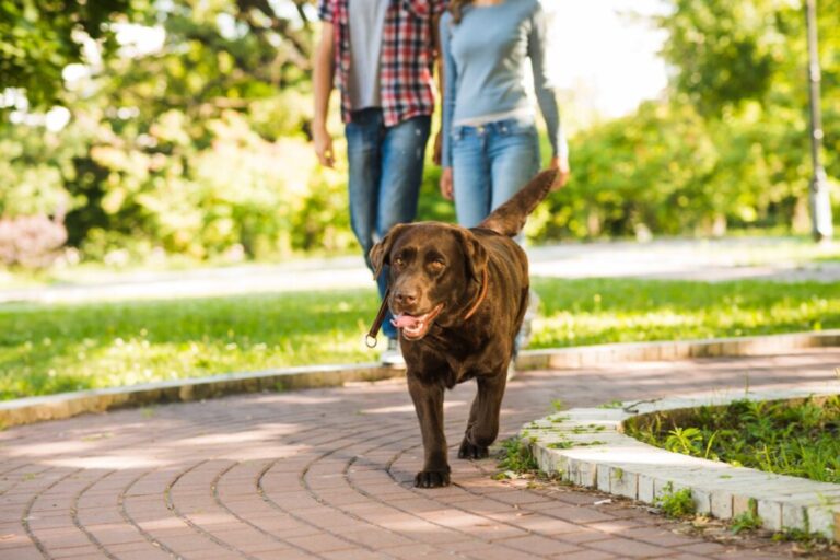 Caminar 30 minutos al día beneficia a tu perro, pero es vital acompañarlo con vacunación