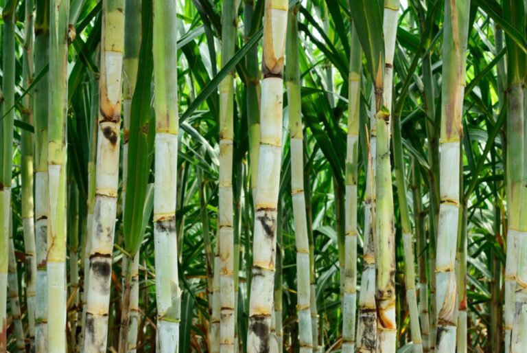 Incorporan a cañeros al programa Fertilizantes para el Bienestar / Por Alicia Valverde