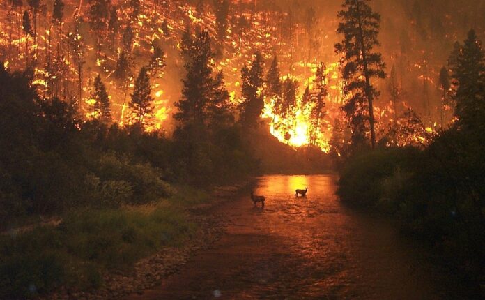 00-incendio-forestal