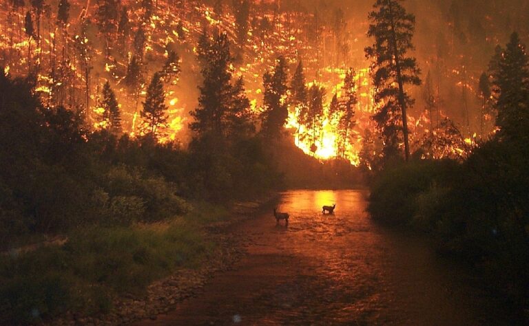 Ante incremento de incendios en 2026, Gobierno de Puebla intensifica acciones de combate
