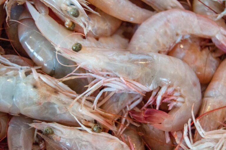 Establece Conapesca veda de camarón en el Alto Golfo de California / Por Alicia Valverde