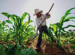 Coloca 7 mil mdp el Fondo Especial para Financiamientos Agropecuarios / Por Alicia Valverde