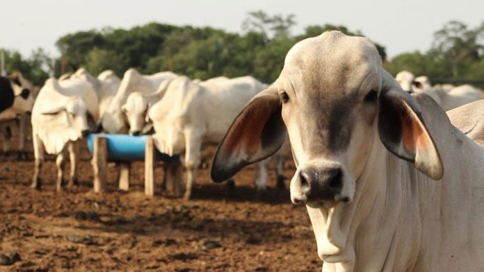 Puebla será sede de la 61ª Reunión Nacional de Innovación Agropecuaria
