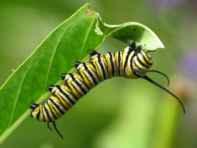 Crean jardines de polinizadores para proteger a la mariposa monarca en Cozumel, QRoo