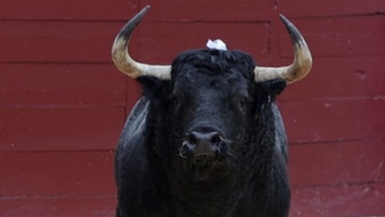 Tomando al toro por los cuernos / Por Mauricio Flores