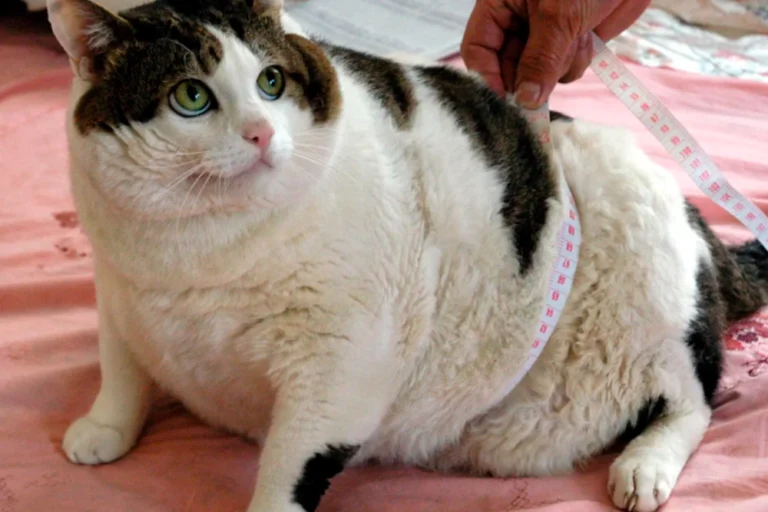 Obesidad en perros y gatos, alerta silenciosa: Conafab / Por Alicia Valverde    