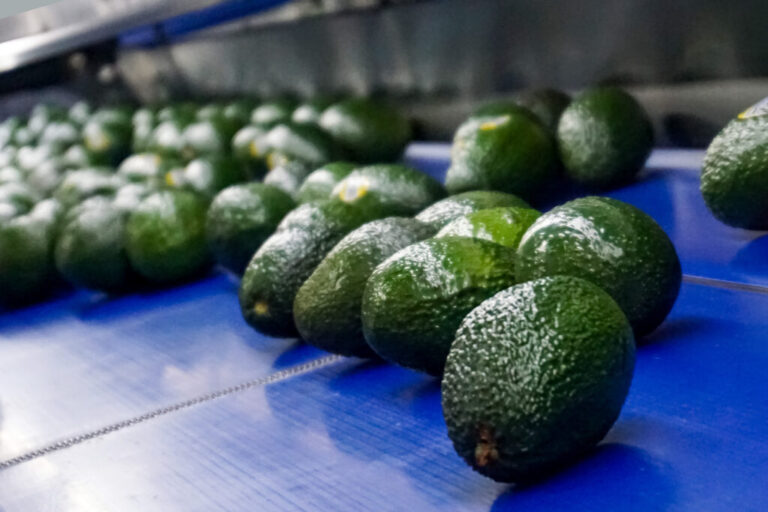 Expedirá la Secretaría del Trabajo certificados a empresas agroexportadoras / Por Alicia Valverde