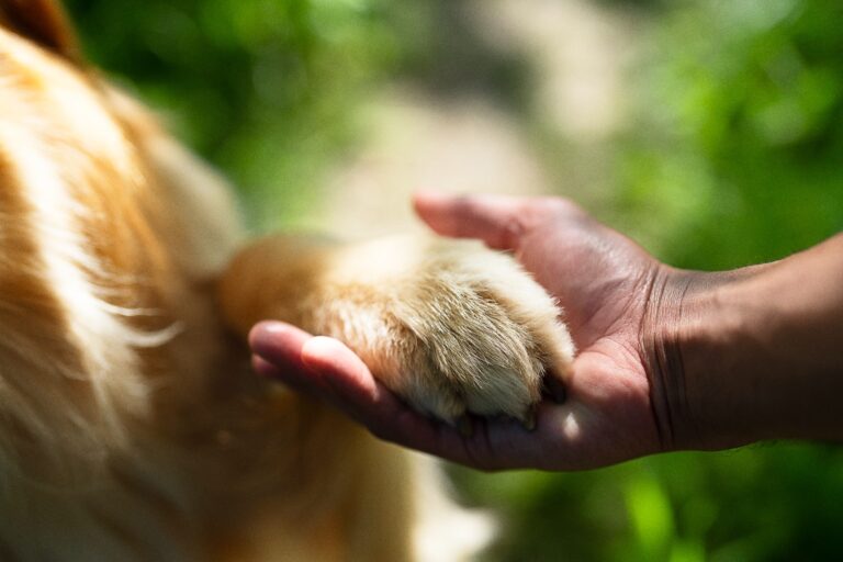 Suma Jalisco 31 años sin rabia humana transmitida por perros
