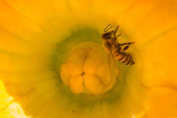 abejas-2jpeg-1024x684-1