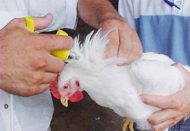 Emprende Jalisco jornada de vacunación gratuita contra la  Newcastle, enfermedad muy peligrosa para las aves