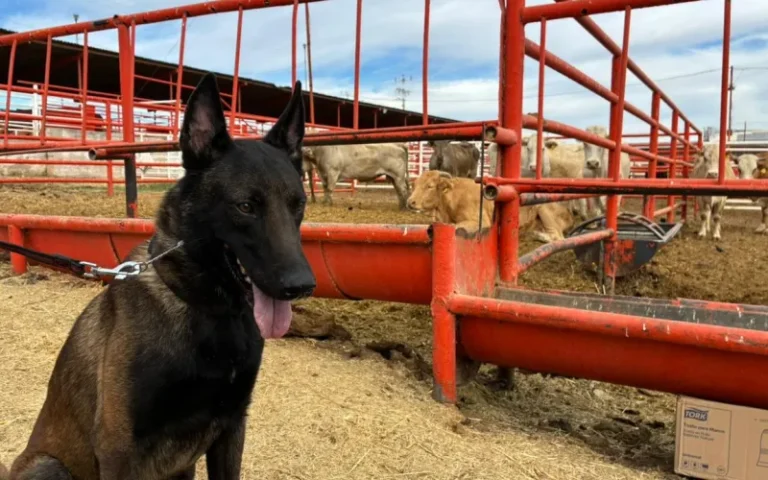 Binomios caninos se suman en la batalla contra el gusano barrenador en Chihuahua