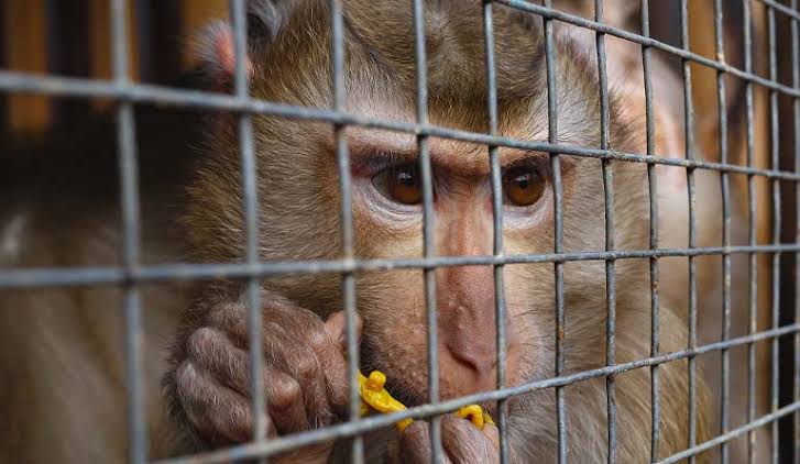 El 84% de los europeos apoyan endurecer leyes contra trafico de fauna salvaje