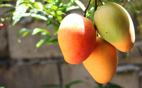 Prevén que envíos de mango a EU superen las 350 mil toneladas de enero a septiembre / Por Alicia Valverde
