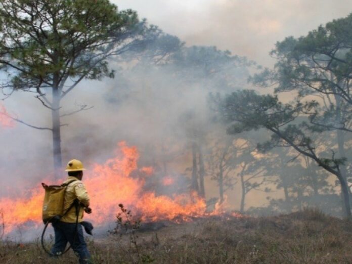 permanece-activo-un-incendio-forestal-en-chiapas-308703