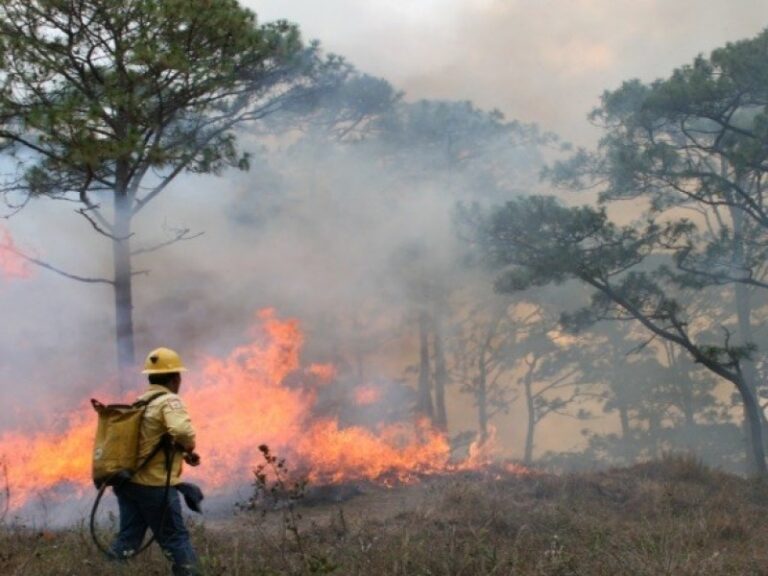 Afinan en Chiapas estrategia para prevenir y combatir incendios forestales