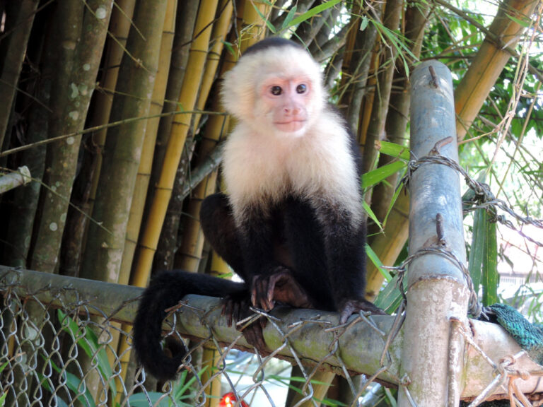 Tráfico ilegal de animales: Rescatan a 10 primates en Quintan Roo
