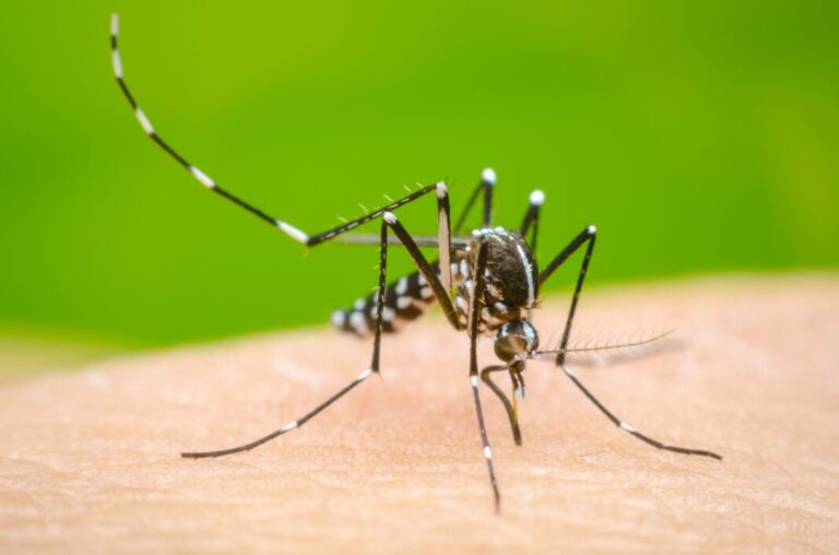 Refuerza Salud Sonora acciones contra el dengue tras lluvias en el estado
