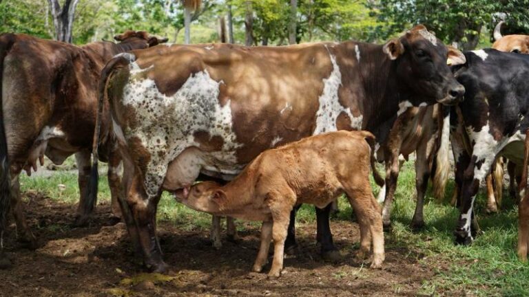Nacen los primeros siete becerros por inseminación artificial en Yucatán