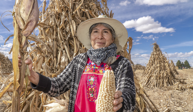 Implementan Sistema de ordenamiento de la producción y comercialización del maíz blanco / Por Alicia Valverde