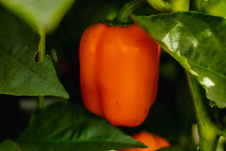 México envía el primer embarque de pimiento morrón a Japón / Por Alicia Valverde