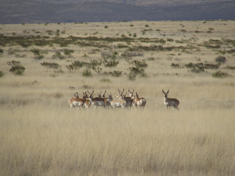 Sonora impulsa conservación de fauna silvestre en pastizales chihuahuenses