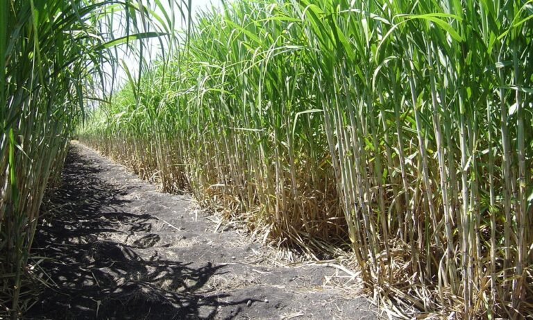 Crece 6% la producción de azúcar en el presente ciclo con información preliminar/ Por Alicia Valverde