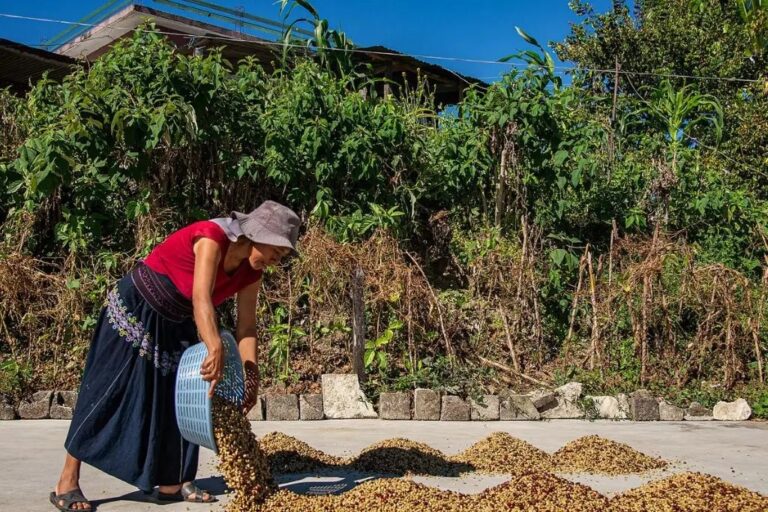 Ante efectos del cambio climático, apoyan a cafetaleros chiapanecos