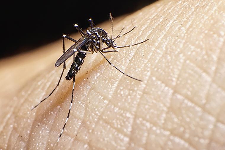 Ante temporada de lluvias, Veracruz se prepara en la prevención del dengue 