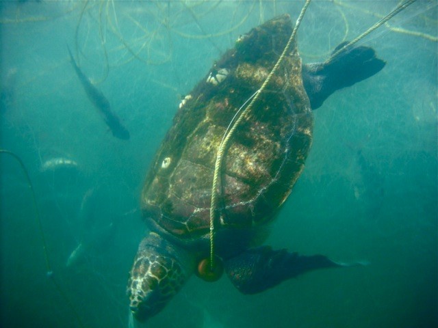 00-TORTUGAS-MUEREN11