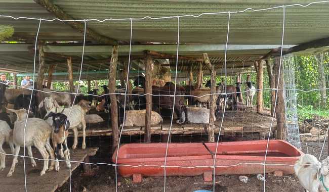 ANIMALES-2