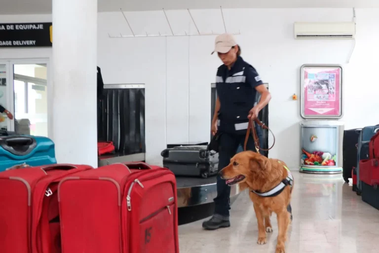 Llaman a turistas a informarse sobre los productos prohibidos para ingresar a México en el Mundial / Por Alicia Valverde