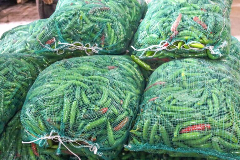 Invierte Chihuahua 39 mdp para combatir plaga en producción de chile