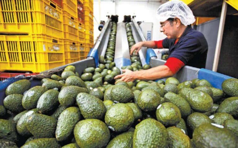 De las Unidades de producción certificadas en 2025, 67% son agrícolas / Por Alicia Valverde